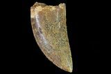 Serrated, Juvenile Carcharodontosaurus Tooth #80698-1
